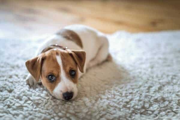 Your West Chester Ohio Carpet Cleaning Company can remove pet odors 