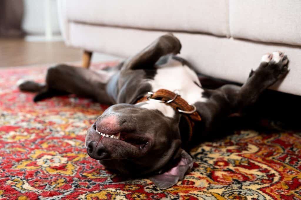 Big gray funny dog sleeps on his back on the carpet