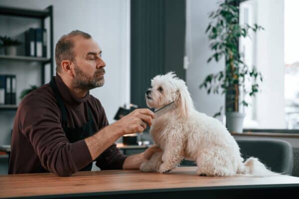 Brushing the hair. Man in casual clothes is indoors with his cute maltese dog