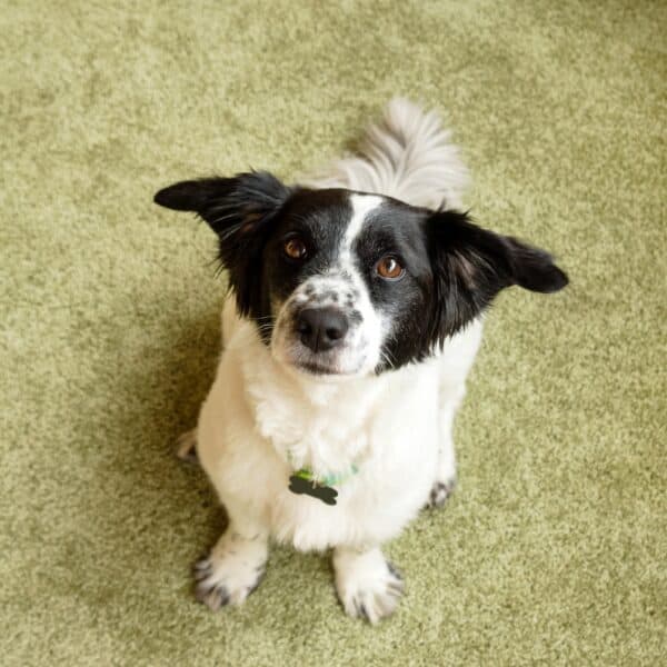 Adorable black and white long-haired dog is sitting on a floor and looking into the camera.