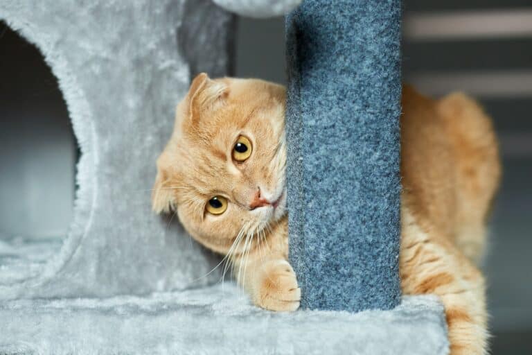 cat smell in house