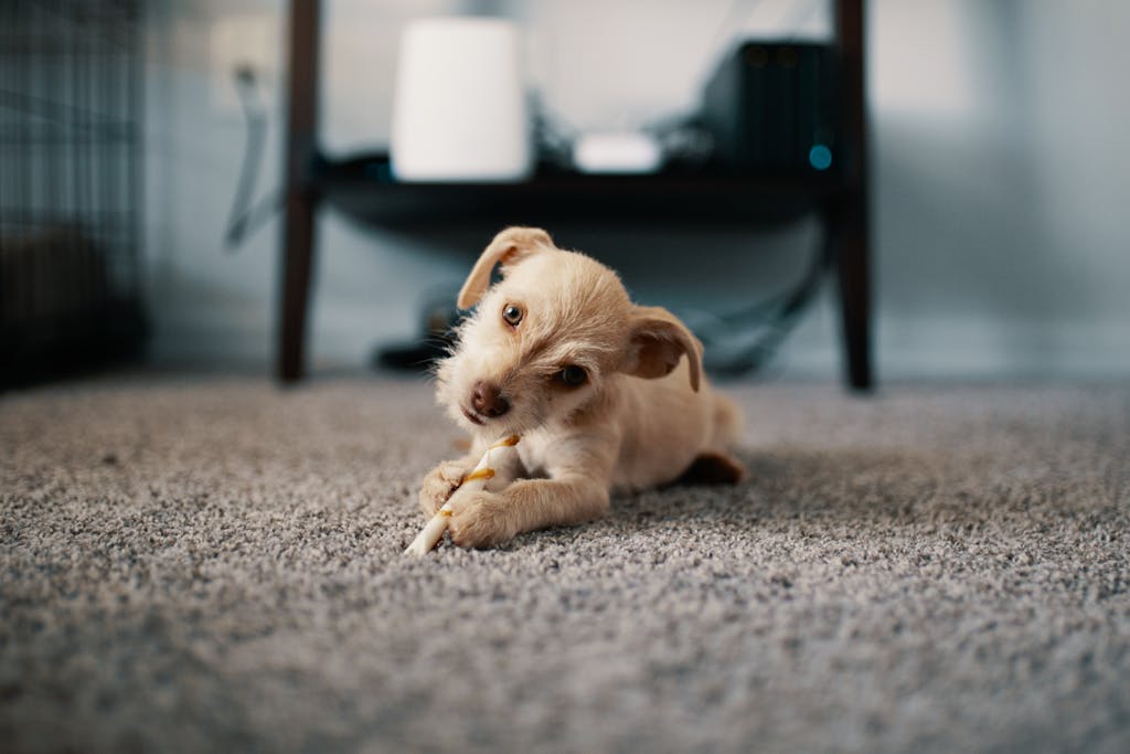 dirty carpets