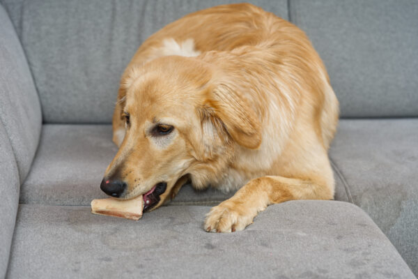 Pet Stain and Odor Removal for Rugs and Furniture